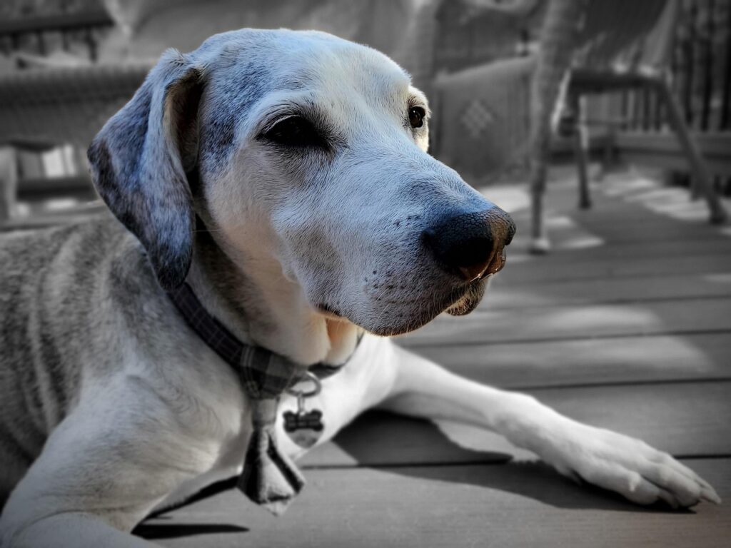 Dolor en perros mayores