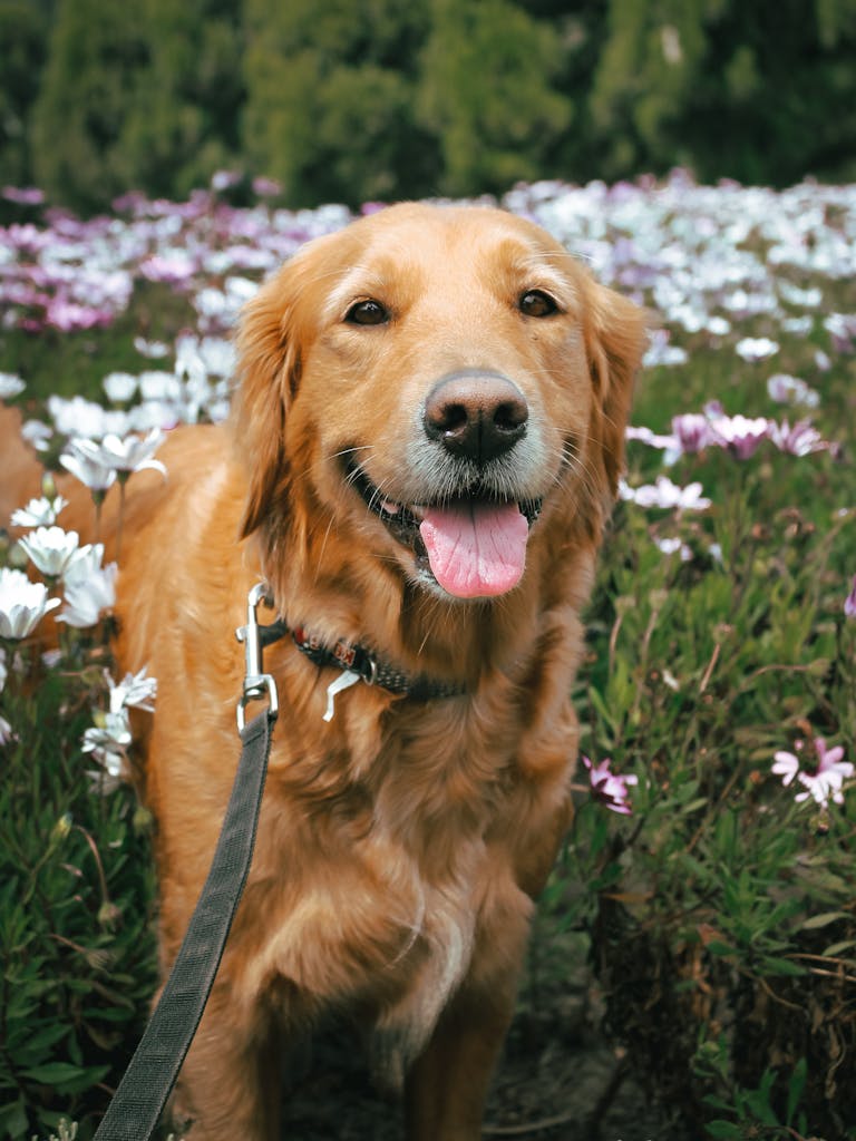 Adorable golden retriever enjoying a walk in a lush flower field in Lima, Peru.